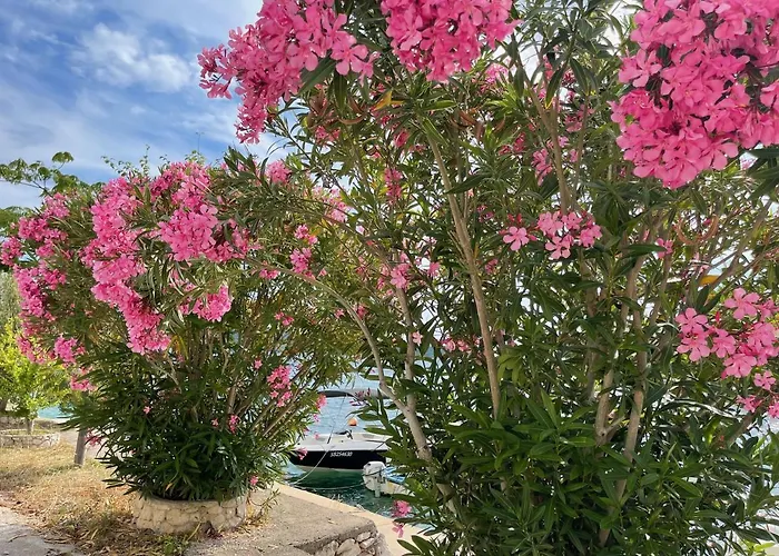 Paradise Apartment *